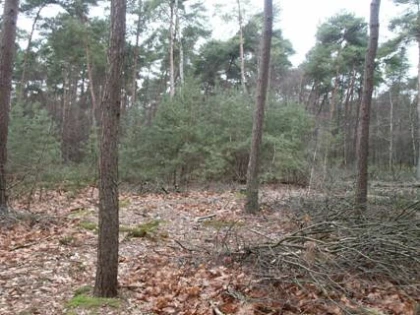 Afbeelding: Geïntegreerd bosbeheer naar naaldhout