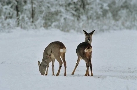 afbeelding: Reebok en geit in de winter