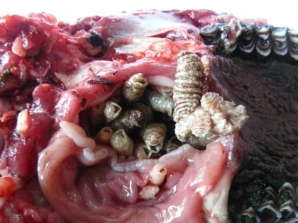 Afbeelding: Geopende keelholte met verschillende stadia van keelhorzellarven